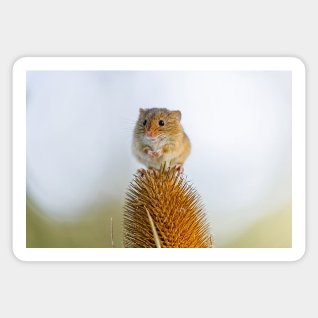 Harvest Mouse on Teasel Sticker by GrahamPrentice